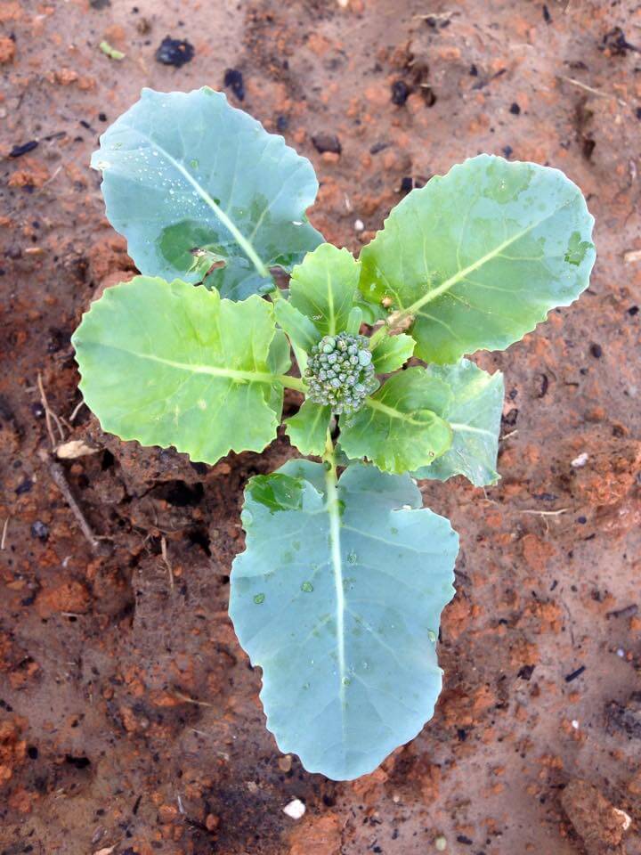 A baby broccoli plant. (Tiara Blue)