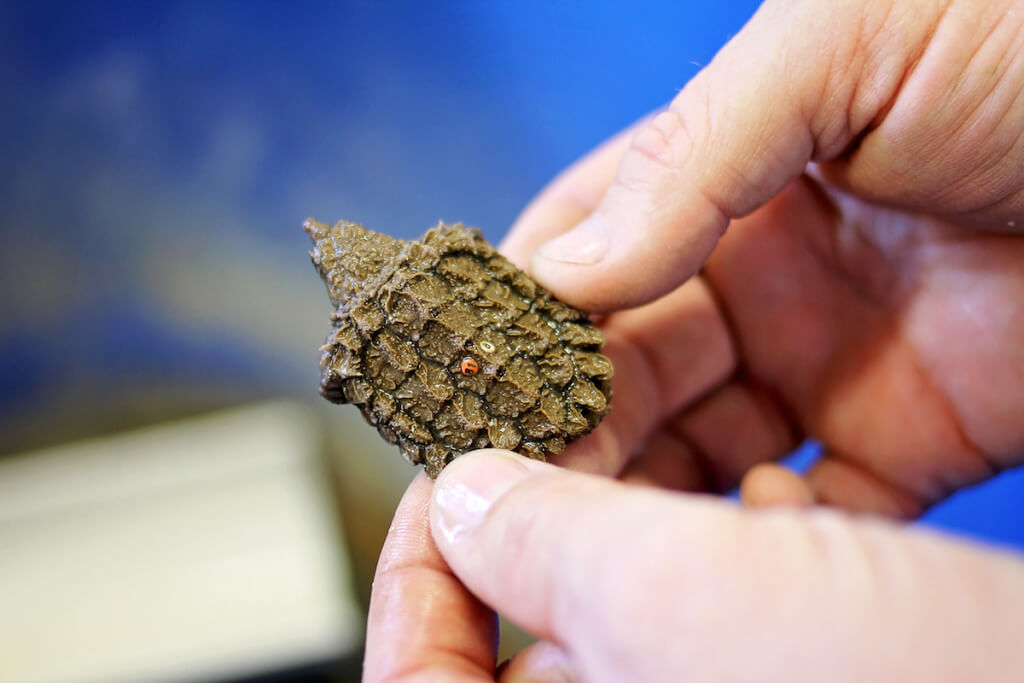 A two-year-old alligator snapping turtle is equipped with a device for identification. (Jessica Willingham)