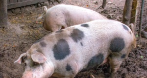 Lawton mosque pig dumping