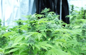 SQ 820, recreational marijuana initiative petition