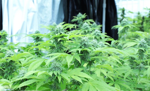 SQ 820, recreational marijuana initiative petition