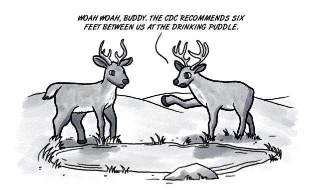 COVID-19 in deer