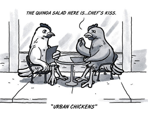 OKC chickens