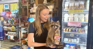 Megan Prather, NonDoc distribution, taxidermied raccoon