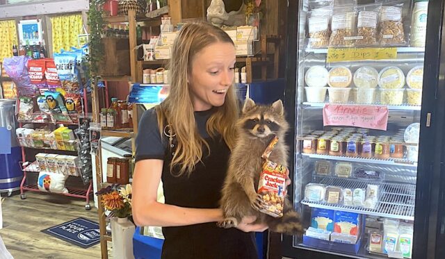 Megan Prather, NonDoc distribution, taxidermied raccoon