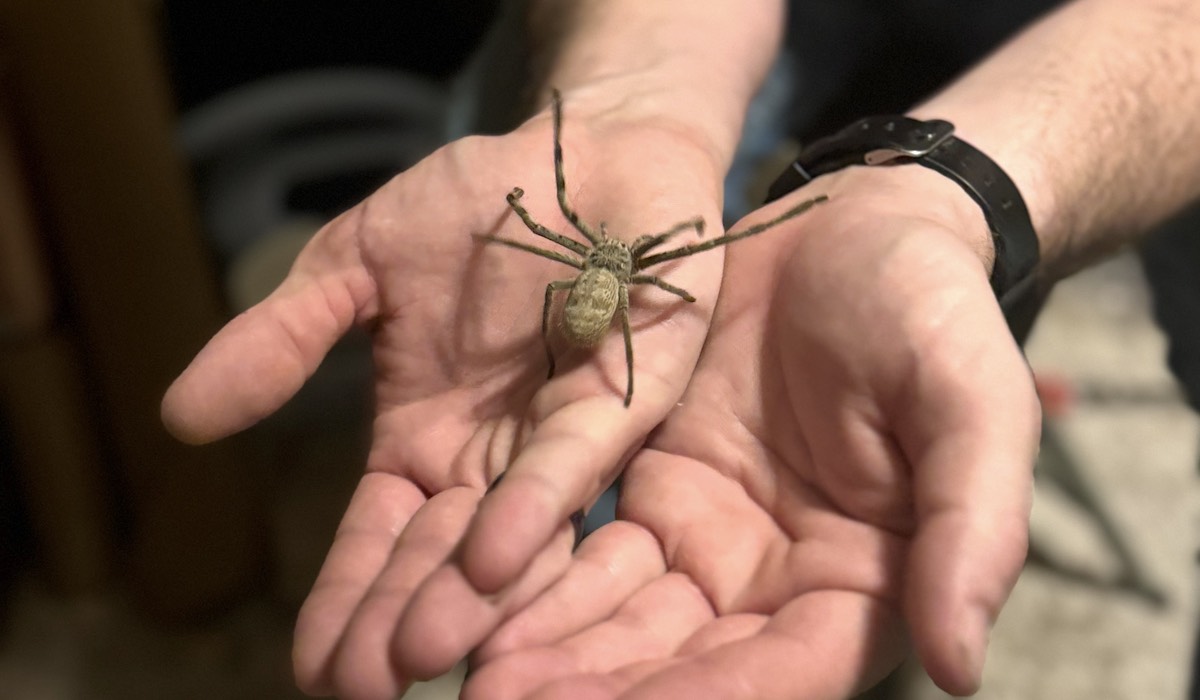Oklahoma spider