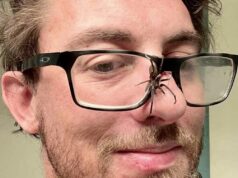 Cleared of bomb charge, Edmond spider breeder pleads guilty to cultivating mushrooms Oklahoma spiders Nick Krueger