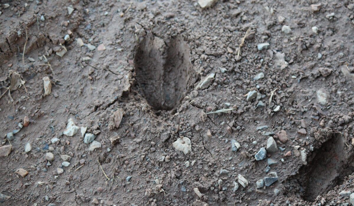 Tribes pull trigger on lawsuit against ODWC, Stitt in wildlife fight