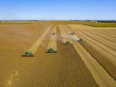 Oklahoma soybean farmers among trade war casualties oklahoma soybeans