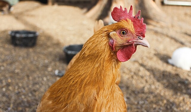 Tyson, George’s, Cargill settle Illinois River Watershed pollution lawsuit